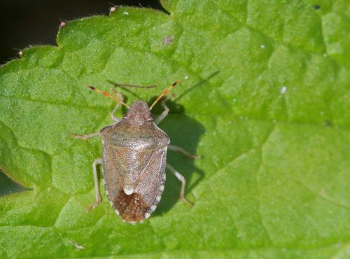 Réf. 231 273 : Peribalus strictus vernalis